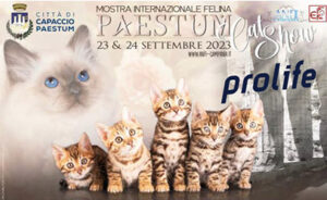 Mostra Internazionale Felina - Capaccio Paestum (SA)